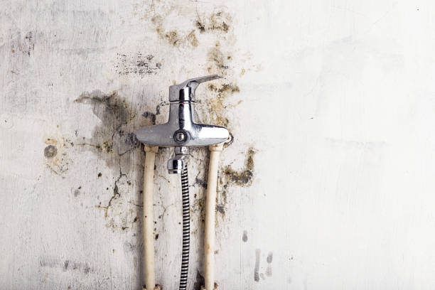 Best Black Mold Remediation in Tuscola, IL