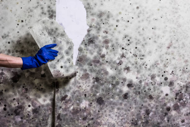 Best Industrial Mold Remediation in Tuscola, IL