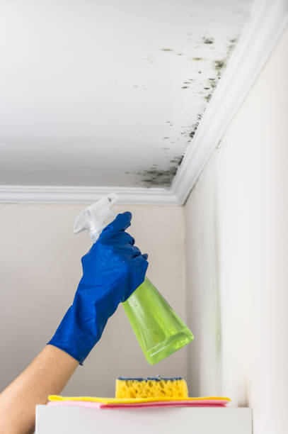 Best Residential Mold Remediation in Tuscola, IL
