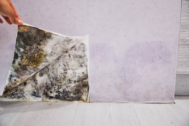 Best Bathroom Mold Remediation in Tuscola, IL